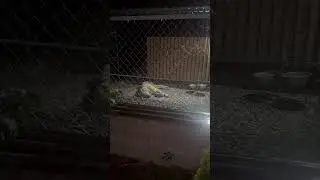 АЛАБАЙ БАРХАН И БАРОН НА РЕЛАКСЕ