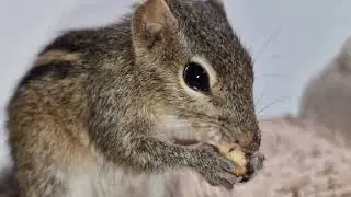 my cute little luca | cute squirre | lisa and luca