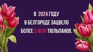 Тюльпаны Белгорода