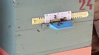 Пчёлы "в тёплую зимнюю пору".