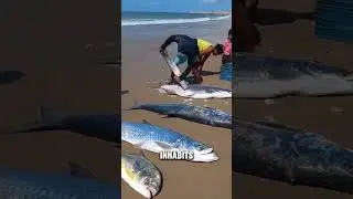 Atlantic Tarpon's Scale #shorts