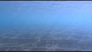 Coastal underwater life in Spain | Tenerife - Malaga - Marbella | 4K