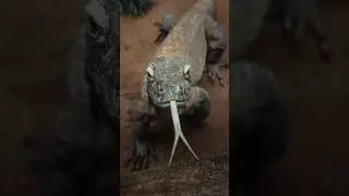 Unknown 🐉 Facts About Komodo Dragon! #shorts