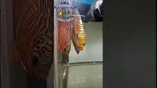 Супер пантеры, пантеры, тигры. СУПЕРОВЫЕ!👍