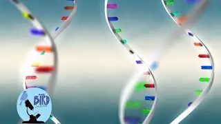 Covid Vaccine mRNA Long Term Affects