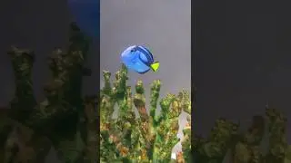 Beautiful Fish #shorts