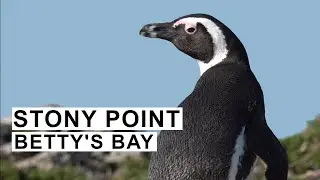 Betty's Bay African Penguins 2022