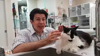 How to wash your hands like a pro