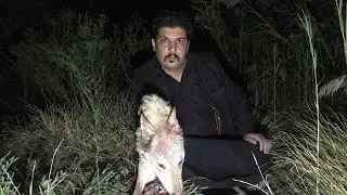 ماذا سيحدث  للذئاب في موسم التعاشر البقاء  للاقوى الصياد ابو اسحاق