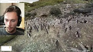 penguin island