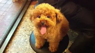 Charlotte, the cutest poodle ever!