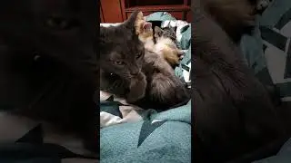 омномном #многокошек #котики #смешныекоты