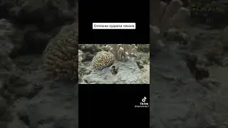 Аллохни кудрати чексиз