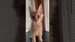 Уно, котёнок мейн кун