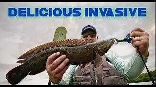 INVASIVE FISH IN MARYLAND: Blue Catfish & Northern Snakehead