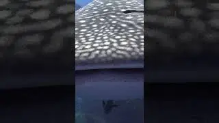 I need a wider Lens :-) #shorts #underwater #shark #whaleshark