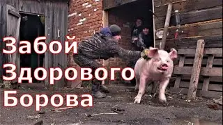 Забой большого борова / Куда реализую мясо