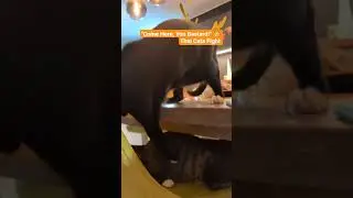 Come Here, You Bastard! 😼 Thai Cats Fight Like a Movie Scene