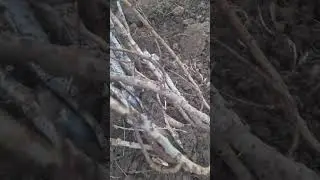 Ниҳолҳои фурушии пистаи туркӣ, 120 сомони хуч 4 сомони.+992900004489. деҳаи Шуроби Искандар  Ҳисор.