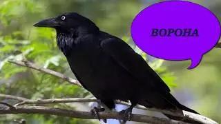 Дитяча історія про ворону