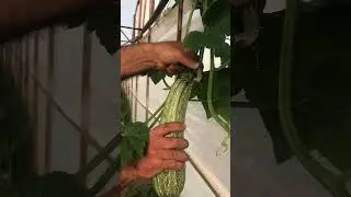 Bu kabaktan yiyen var mı? 