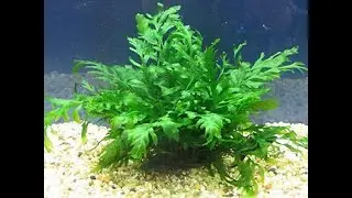 Водные растения7 Декоративные растения