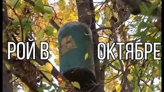 A swarm in October. The BARREL trap hung in the tree for four months.
