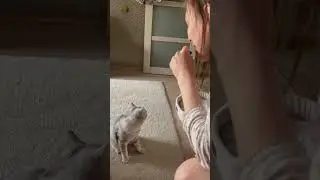 Он боится клоунов😂 #коты #cat #смешныевидео #animals #кот #catlover #kitty #котик #прикол