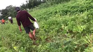 Corn. Field  Philippines