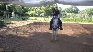 Como conseguir se organizar para deixar o cavalo manso bom pra passeio o lida