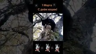 1 марта! С Днём кошек! 