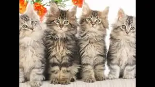 Слайд шоу (котята)