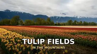 Tulip Fields in the Mountains 🌷 | Spring in Full Bloom