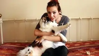 Australian Shepherd Nipping & Biting Tips!