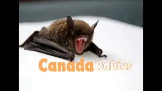 Canada: Human rabies case reported in Ontario. First case in the province in decades