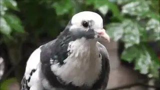 Дождь.  Голуби под дождем.  Футаж.