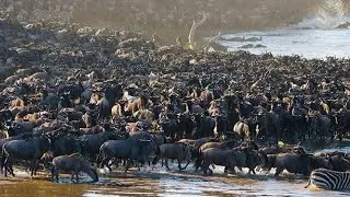 WILDLIFE // The great migration River crossing // mamilioni ya nyumbu kuhama hifadhi