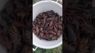 На ловили кучу раков👍🔥