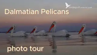 Dalmatian Pelicans in Greece, Kerkini Photo Tour