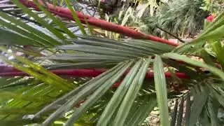 Red Palms