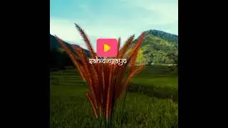 lagu gayo jemen (murelas)
