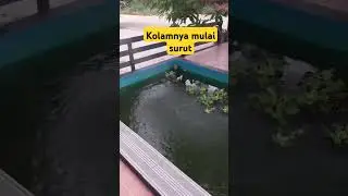 Kolam ikan mulai surut #shorts #shortsviral #short #shortvideos