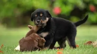 Puppies Love Ever seen
