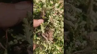 *ఉచితం* సంజీవని మొక్క సాంబ్రాణి