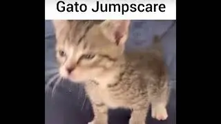 El gato