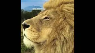 Притча о сильных...(2)