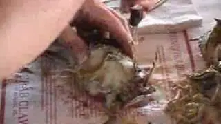 How to eat a crab without looking like a tourist