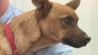 How To Treat Depression In Dogs