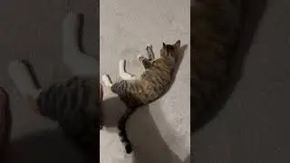 Kitty playing #epiccatfights #cat #funnycatfight