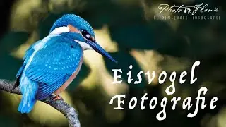 Eisvogel Fotografie mit der OM-1 und dem 150-400mm F4.5 TC IS PRO